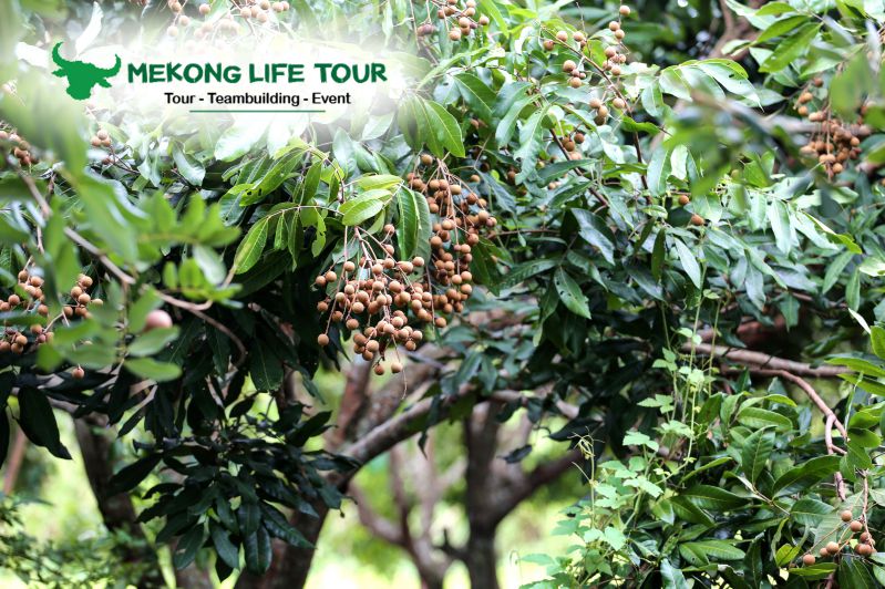 Du-lich-Con-Son-mekong-life-tour-3